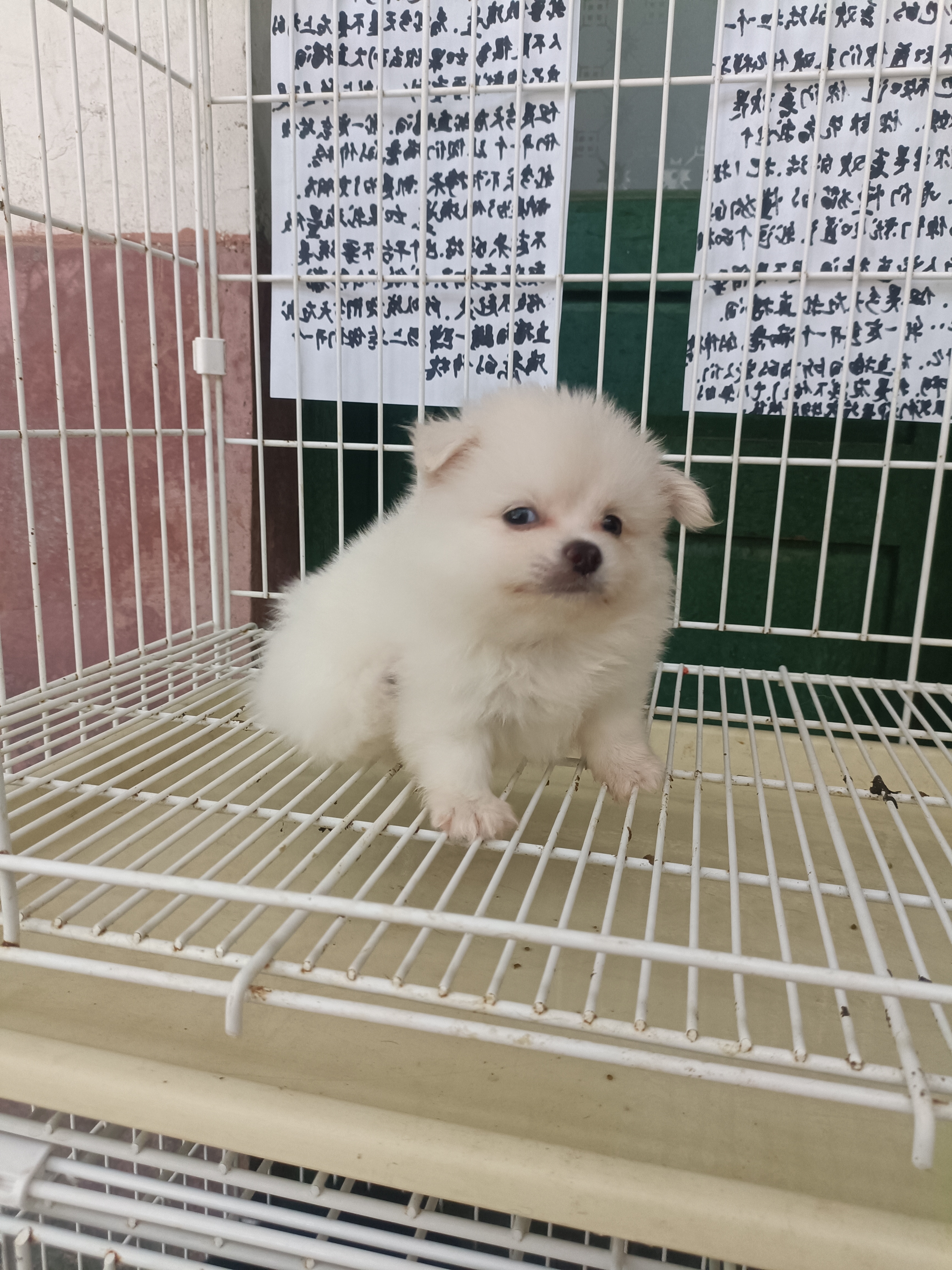 博美